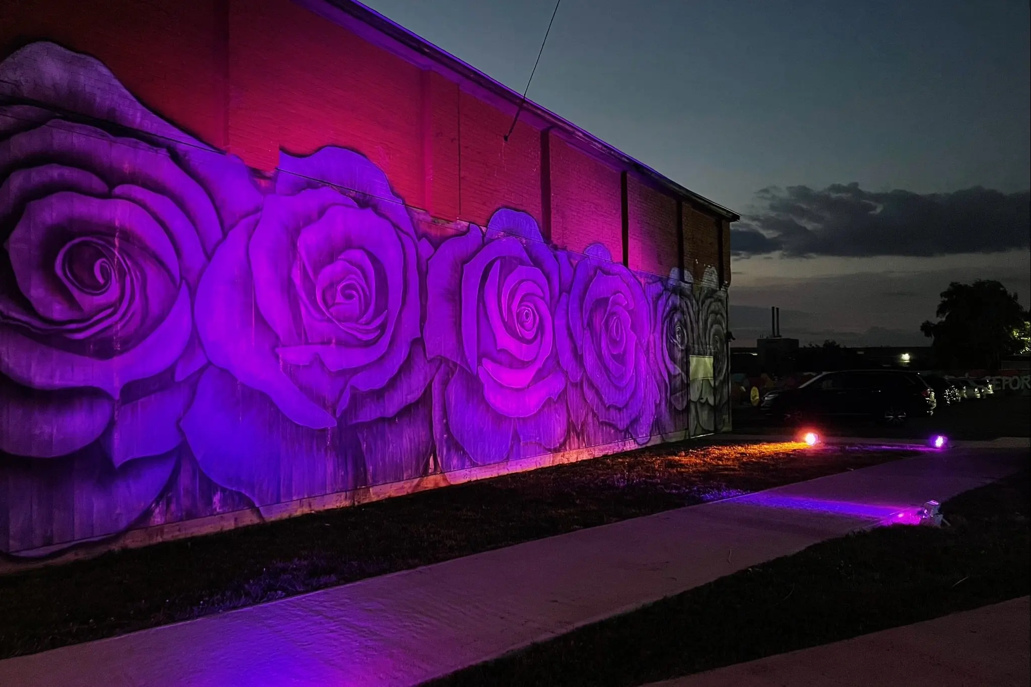 The Knowlton's rose mural glows under purple lighting at night in Bridgeport, CT.